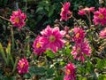 Japanese anemone (Anemone hybrida) \'Pamina\' flowering with large, pink, cup-shaped flowers in the