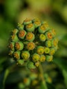 A close-up of a Japanese Aralia fruit