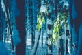 Close up Japanese bamboo leaves inside the forest in twilight time of beautiful winter seasonal at Arashiyama, Kyoto, Japan. Soft Royalty Free Stock Photo