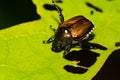 Japanese Beetle skeletonizing a leaf in the garden. Royalty Free Stock Photo