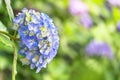 Close up on a Japanese blue hydrangea flower called ajisai on a bokeh background. Royalty Free Stock Photo