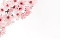 Close up of japanese cherry blossom with white background and copy space Royalty Free Stock Photo