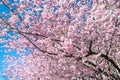 Close-up of a Japanese Cherry tree in Norrkoping, Sweden