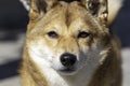 Close up of a japanese dog shiba inu looking at camera - frontal view Royalty Free Stock Photo