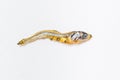 Close up of Japanese dried infant sardine used as seasoning in Japanese foods and cooking. Royalty Free Stock Photo