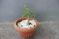 Close-up of Japanese frangipani bonsai ornamental plant in pot.