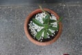 Close-up of Japanese frangipani bonsai ornamental plant in pot.