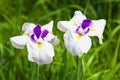 Japanese iris flowers Royalty Free Stock Photo