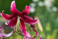 Japanese lily (lilium speciosum