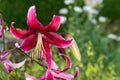 Japanese lily (lilium speciosum