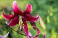 Japanese lily (lilium speciosum