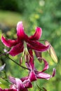 Japanese lily (lilium speciosum