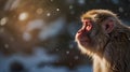 A close-up of a Japanese macaque (Macaca fuscata) against a snowy bokeh background.