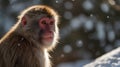 A close-up of a Japanese macaque (Macaca fuscata) against a snowy bokeh background.