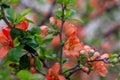 Close-up of japanese quince flowers. Large flowers and buds of orange japanese quince on natural background, with copy