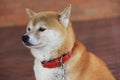 Close-up Japanese Shiba Inu dog Royalty Free Stock Photo