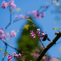 Violet carpenter bee (Xylocopa violacea) pollinate bloomed flowers of Eastern Redbud. Eastern Redbud Cercis Royalty Free Stock Photo
