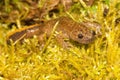 Close up of the Japanese Tsushima salamander , Hynobius tsuensis Royalty Free Stock Photo