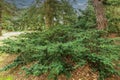 Close up of a Japanese yew or Spreading yew, Taxus cuspidata