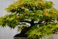 Close up of Japaneses maple bonsai tree Royalty Free Stock Photo