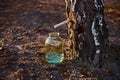 Close-up of a jar of birch sap near a birch tree