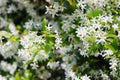 Close up of jasmine bush