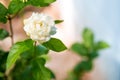 close up jasmine flower in a garden.beautiful jasmine white flowers, summer time photo.Jasmine white flowers and green leaves on b Royalty Free Stock Photo