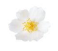 Close-up of Jasmine flower Philadelphus isolated on white background Royalty Free Stock Photo