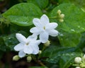 Close Up Jasmine flower