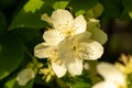 Close up of jasmine flowers in a garden. Jasmine flowers blossoming on bush in sunny day Royalty Free Stock Photo