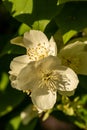 Close up of jasmine flowers in a garden. Jasmine flowers blossoming on bush in sunny day Royalty Free Stock Photo