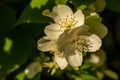 Close up of jasmine flowers in a garden. Jasmine flowers blossoming on bush in sunny day Royalty Free Stock Photo