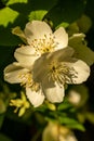 Close up of jasmine flowers in a garden. Jasmine flowers blossoming on bush in sunny day Royalty Free Stock Photo