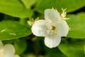 Close up of jasmine flowers in a garden. Jasmine flowers blossoming on bush in sunny day Royalty Free Stock Photo