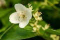 Close up of jasmine flowers in a garden. Jasmine flowers blossoming on bush in sunny day Royalty Free Stock Photo