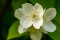 Close up of jasmine flowers in a garden. Jasmine flowers blossoming on bush in sunny day Royalty Free Stock Photo