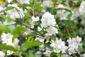 Close up of jasmine flowers in a garden. philadelphus
