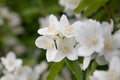 Close up of jasmine flowers in a garden. philadelphus
