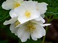 Close-up of Jasmine flowers in June. Jasmine flowers. White flowers. Photo of nature