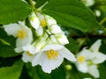 Close-up of Jasmine flowers in June. Jasmine flowers. White flowers. Photo of nature