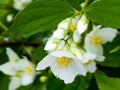 Close-up of Jasmine flowers in June. Jasmine flowers. White flowers. Photo of nature