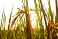 Close up jasmine rice farm,golden leaves and paddy grange in morning Royalty Free Stock Photo