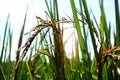 Close up jasmine rice farm,lush green leaves and paddy grange in morning Royalty Free Stock Photo