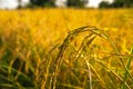 Close-up Jasmine rice fields harvest maturity. Royalty Free Stock Photo