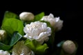 ?Close up Jasminum sambac flower