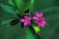 Close up of Jatropha integerrima flower with blurry leaf background