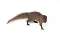 Close up of Javan Mongoose or Small asian mongoose Herpestes javanicus isolated on white