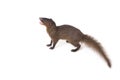 Close up of Javan Mongoose or Small asian mongoose Herpestes javanicus isolated on white