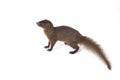 Close up of Javan Mongoose or Small asian mongoose Herpestes javanicus isolated on white