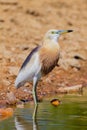 Close up of Javan Pond heron